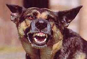 "Kuduz"da ağır kayıp