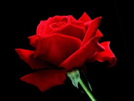 İran'da Cimri Kocaya İlginç Ceza!