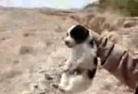 ABD Askerlerinden Hayvanlara İşkence (VİDEO)