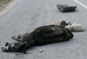 İsrail Otobüsü Filistinli Çobanı Ezerek Katletti