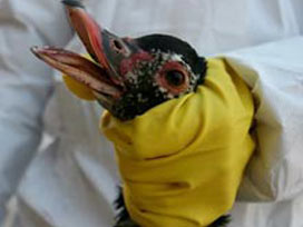 Endonezya'da kuş gribi