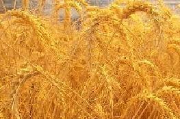 İran Buğday Stokuna Gidiyor