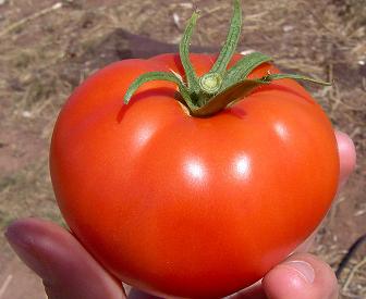 Gıdada Çürümeyi Geciktirmek Mümkün