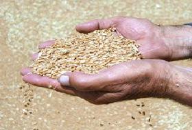 IMF politikaları TARIMI öldürdü!