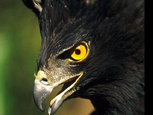 Kartalın Keçi Ziyafeti(Video)