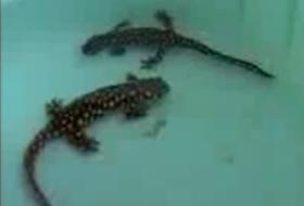 Şırnak'ta Nadir Sürüngen Türü Ortaya Çıktı (VİDEO)