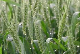 Türkiye'yi bolluk bekliyor