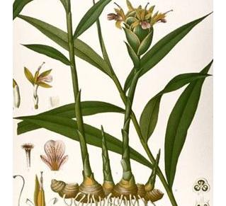 Zencefil, mide ağrısına bire bir