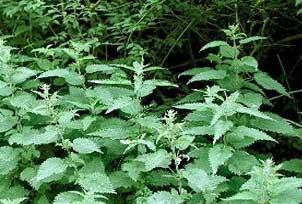 Kanserde ısırgan otu tedavisi