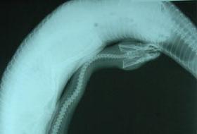 Görenleri şaşkına çeviren fotoğraf!