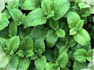 İbni Sina'nın gizemli otu