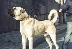 Silivri'de Kangal Dehşeti