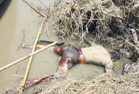 Cesetler suda yüzüyor