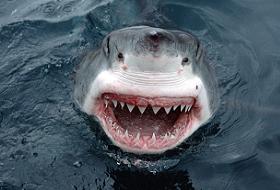 Sahilde Köpekbalığı Paniği