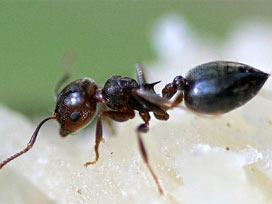 Keneyi durduracak hayvan hangisi?