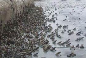 Çin'de 2. Kurbağa Paniği