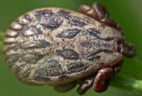 Erken Teşhis Hayati Önem Taşıyor