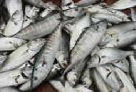 Jenaratörle balık avında akıma kapıldılar