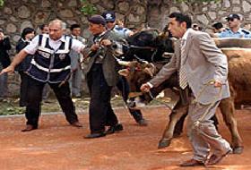 Öküzler Kutlamada Dehşet Saçtı