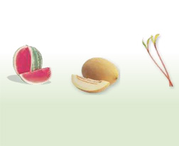 İsraillilerin sinsi tohum avı!