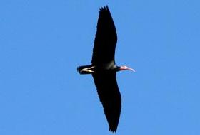 Kelaynakların nesli düzeliyor