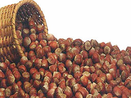 Fındık bahçelerini don vurdu