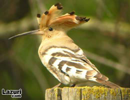 İsrail'in 'Ulusal Kuşu' İbibik