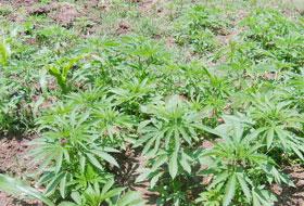 Kışlada kenevir yetiştirmişler