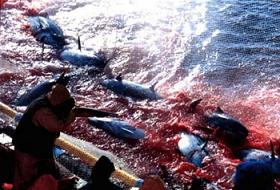 Dokunulmaz firmanın sahibi