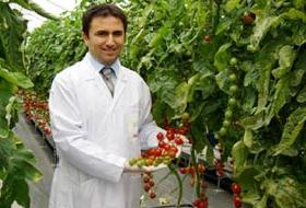 Suda domates ürettiler verim rekoru kırdılar