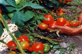 Tarladan ucuzluk geliyor