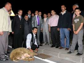 Yazıcıoğlu'na kurbanlı karşılama