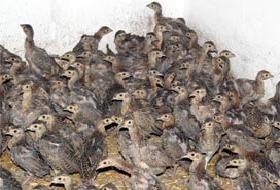 Kene avcıları görevde