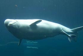 Beyaz Balina Böyle Doğurdu (VİDEO)