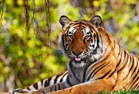 İnsanlar Vahşi Hayvanlarla Karşılaşınca (VİDEO)