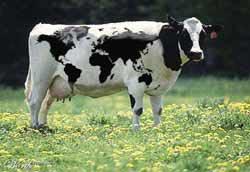 İneğimi derin devlet çaldı!