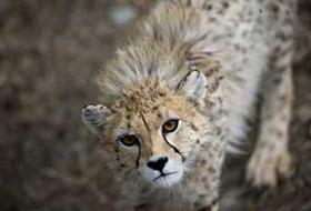 İran ile Batı arasında 'çita kardeşliği'