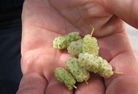 Dut ye, bir daha hastalıktan hiç bahsetme