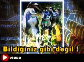 Genetikte son nokta ! - İZLE