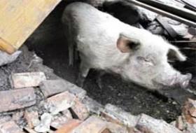 Boşuna denilmemiş: Domuz gibi