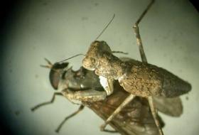 Keneye Karşı Avcı Çekirge