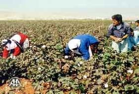 Sıcak havada ekmek mücadelesi