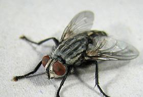 Midenizi Bulandırmaya Geldim!