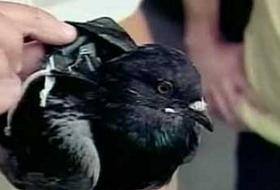 Güvercin sırtında uyuşturucu nakli