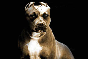 Pitbull gezdirene 3 bin YTL ceza