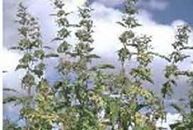 Karadeniz ısırgandan kumaş üretecek