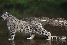 Kar leoparlarına ölümcül tehdit: ABD askerleri