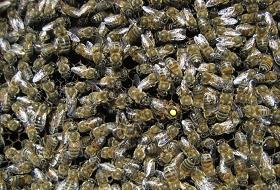 Kamyon devrildi, 2 milyon arı kaçtı