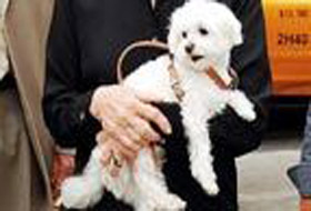 Bu köpeğin serveti 2 milyon dolar!