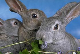 'Seri tavşan katili' Almanya'da korku saçıyor